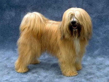 TERRIER TIBETANO